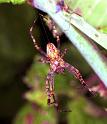 Araneus_ZZXYX_F1978_Z_86_Les Gris_Frankrijk